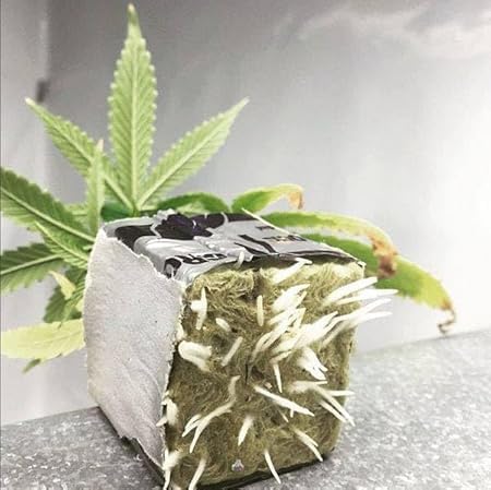 من ميريديان مكعبات زراعة من الصوف الصخري، 4 انش، عبوة من 6 قطع، للزراعة المائية وتكاثر النباتات