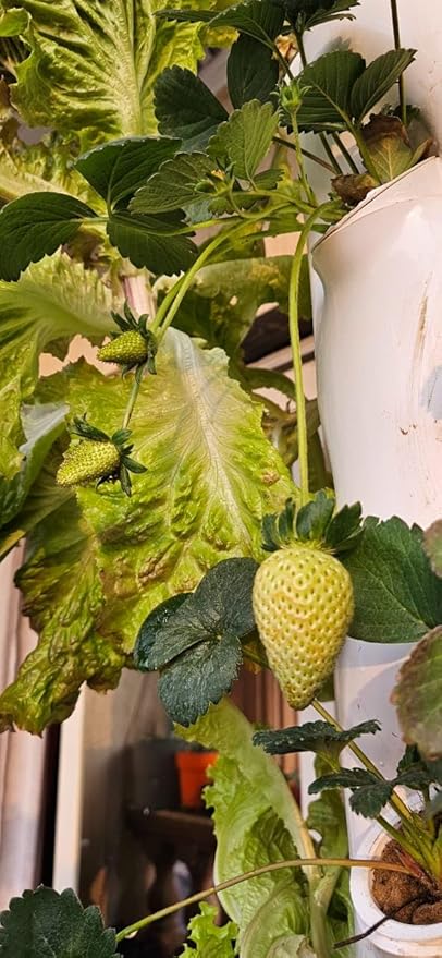 Vertical, tower, for hydroponic garden systems,vegetable, plant tower,12 seedlings