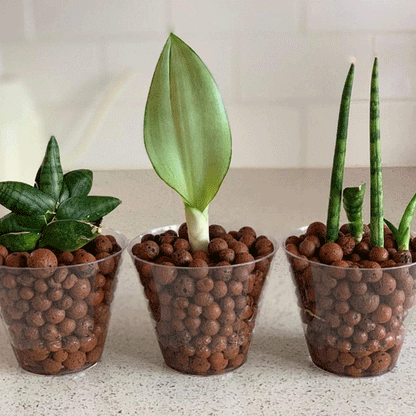 BGN Hydroponic Clay Gravel - 3k- Organic Expanded Clay Balls for Plants - pH Neutral for Plants - Hydroponic and Fish Farming Supplies in a Resealable Storage Bag