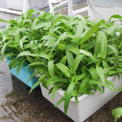 Indoor hydroponic system for beginners, grows 3-5 times faster, includes timer and air pump