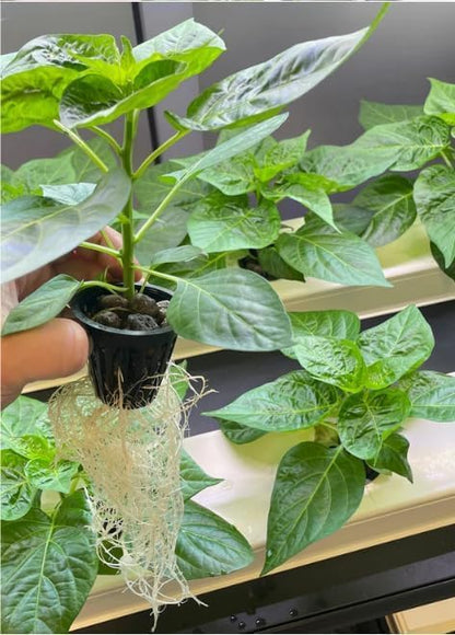 6-Pack Hydroponic, System – NFT,Pipes for Indoor and Outdoor Hydroponic Gardening, Eco-Friendly,