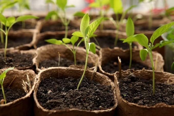 Peat moss soil, ready-to-plant soil, natural peat moss, agricultural substrate, Dutch import